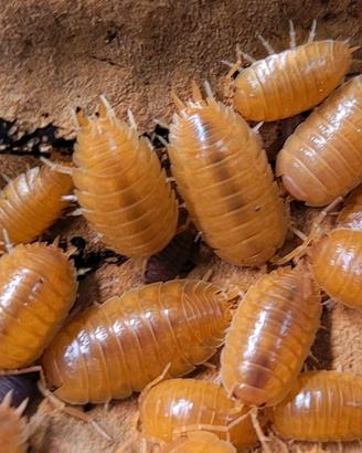 Isopodi porcellio laevis Orange 