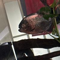 Coooia di Piranha adulti