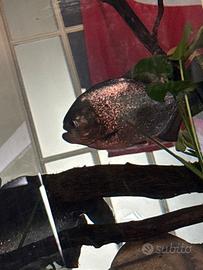 Coppia di Piranha adulti