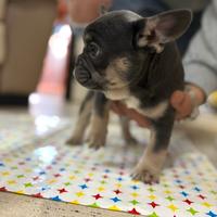 Bulldog francese Merle