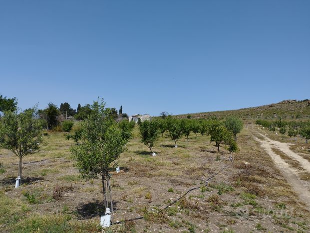 Mandorleto ed uliveto in collina vista mozzafiato