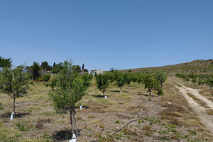 Mandorleto ed uliveto in collina vista mozzafiato