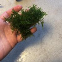 Muschio Java Moss