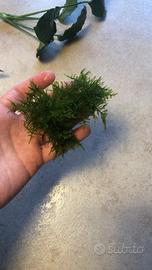 Muschio Java Moss