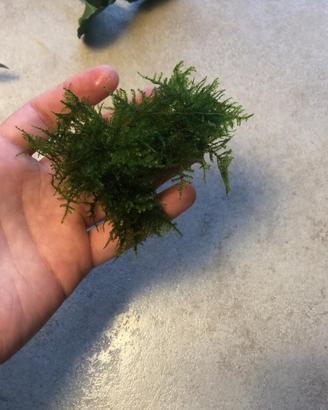 Muschio Java Moss