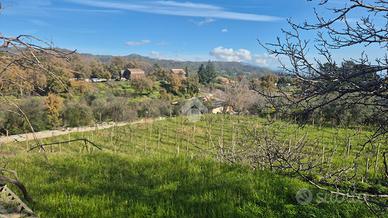 TER. AGRICOLO A PIEDIMONTE ETNEO