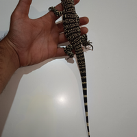 Tegu argentino