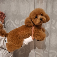 Barboncino Toy Red di 16 mesi