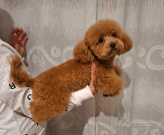 Barboncino Toy Red di 16 mesi