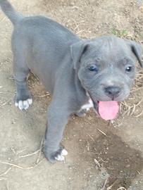 cuccioli Pitbull 
