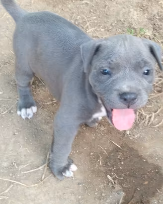 cuccioli Pitbull 