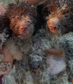 Cuccioli di lagotto