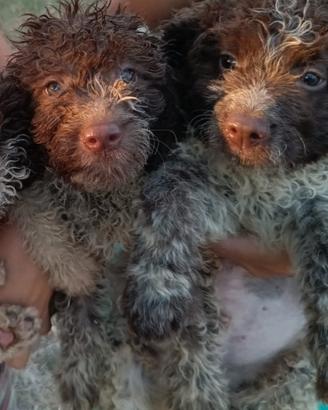 Cuccioli di lagotto