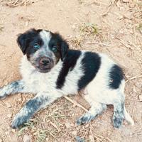 Adozione cagnolini