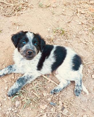 Adozione cagnolini