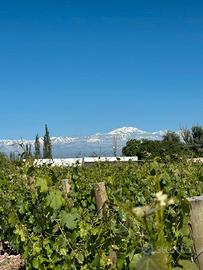 Vigneti e botega