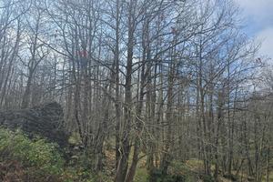 Terreno - Linguaglossa