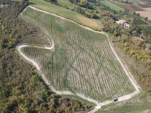 Savignano sul Panaro - VIGNETO DOC E BOSCO