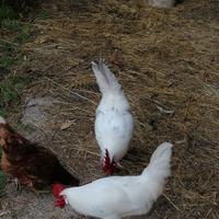 Gallo livornese ibrido