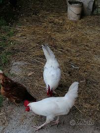 Gallo livornese ibrido