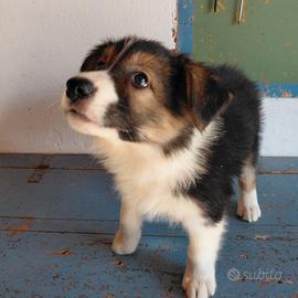 cuccioli di BORDER COLLIE 