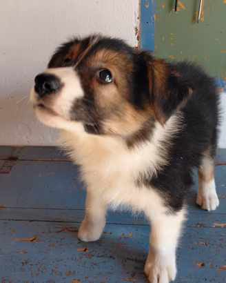 cuccioli di BORDER COLLIE 