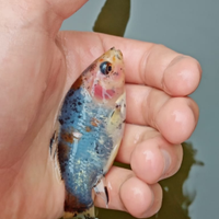 Varietà di pesci rossi