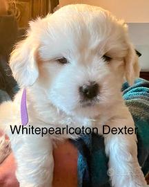 Cuccioli di coton de tulear