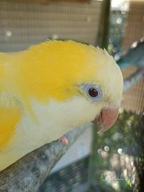 Parrocchetto monaco maschio