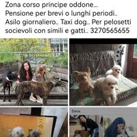 Cagnolini a Torino