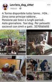 Cagnolini a Torino