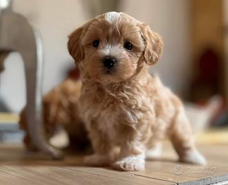 Maltipoo Toy cuccioli