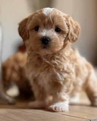 Maltipoo Toy cuccioli