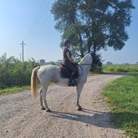 Wera - Cavalla Lipizzana