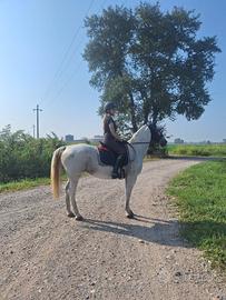 Wera - Cavalla Lipizzana