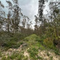 Arborea - Terreno agricolo alberato ad eucalipto