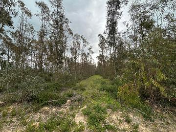 Arborea - Terreno agricolo alberato ad eucalipto