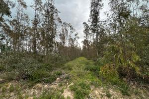 Arborea - Terreno agricolo alberato ad eucalipto