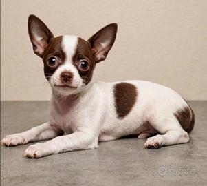 Chihuahua pelo corto di 3 mesi