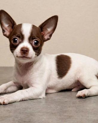 Chihuahua pelo corto di 3 mesi