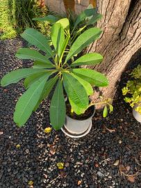 Pianta Pomelia Bianca