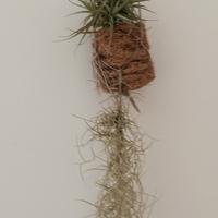 2 tillandsie  + omaggio