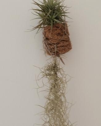 2 tillandsie (o singolarmente)