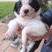 Cuccioli di border collie