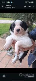 Cuccioli di border collie