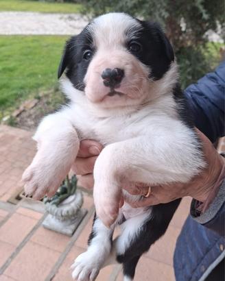 Cuccioli di border collie