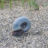 7 Lumache acqua dolce blu