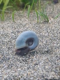 7 Lumache acqua dolce blu