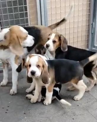 Cuccioli di beagle maschi