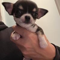 Chihuahua pelo corto